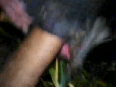 Unbeknownst to the brute, the horny man inserts his unfathomable rock-hard wang inside the barn.